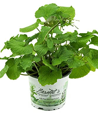 Echte Wasabi Pflanze, Echter Wasabi, Japanischer Meerrettich, Winterhart !