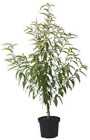 Pfirsichbaum Benedicte (S) weißfleischiger Pfirsich hoher Ertrag Buschbaum 110-140 cm 10 Liter Topf