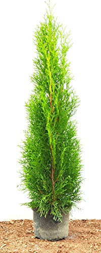 Smaragd Lebensbaum Thuja occidentalis Smaragd 80-100 cm hoch im Pflanzcontainer