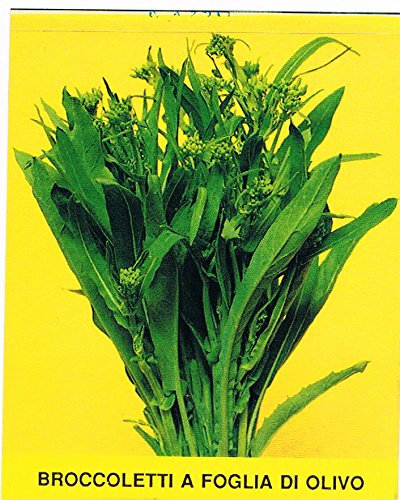 BROCCOLI A FOGLIA D'ULIVO NR.2000 SEMI