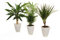 Dominik Blumen und Pflanzen, Palmen-Set, Dracena fragans, Zimmerpalme, Marginata und Dekotopf, weiß