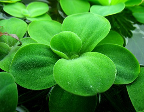 15+ Surface/Floating Live Aquarium (Pond) Plants - Dwarf Water Lettuce
