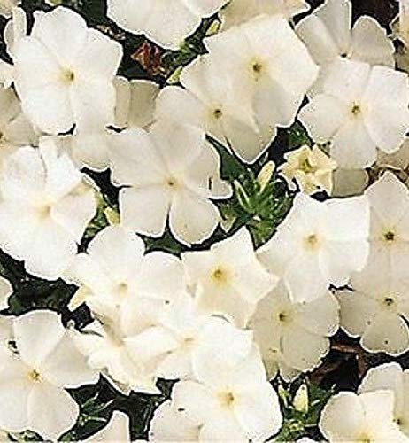 Portal Cool 50 Phlox Semi Ethnie bianco Semi semi di fiore