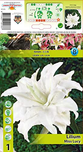 Lilienzwiebeln : Lilien Lilium orientalis Gefüllte Orientalische Lilie  Miss Lucy  1 Blumenzwiebeln