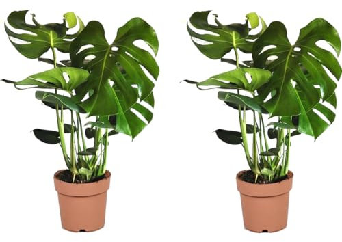 Plant in a Box - Monstera Deliciosa - Hauteur 70-80cm - Set de 2 - Plante Gruyère - Plante verte interieur Naturelle - Pot 21cm
