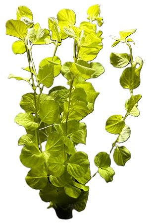 WASSERPFLANZEN WOLFF - ein Bund schönes Goldenes Pfennigkraut/Lysimachia nummularia aurea, Goldpfennigkraut, Mittelgrund oder Hintergrund