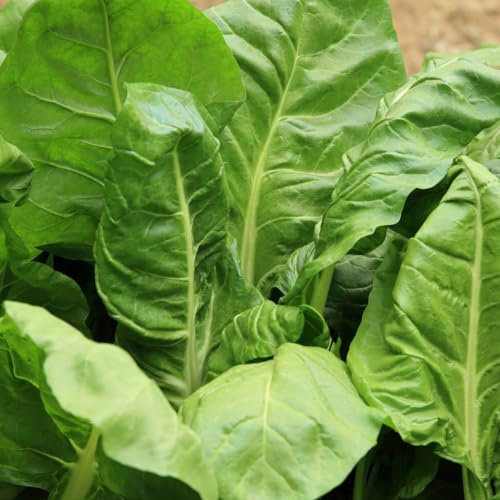 PREMIER SEEDS DIRECT- Seed Tape, Spinach Perpetual - 6M (3X2M) - 152 Seeds