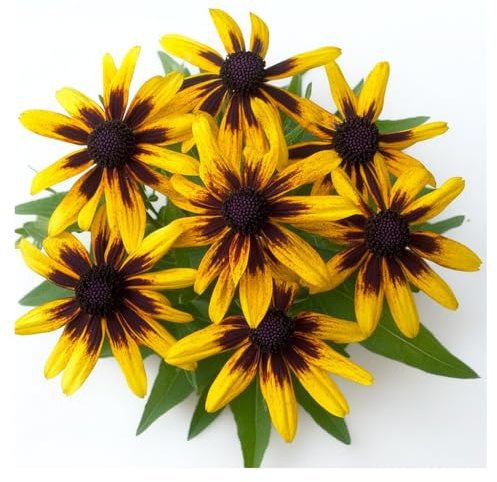 300 Rudbeckia Gloriosa Daisy frön - SemiSauvage Permaculture