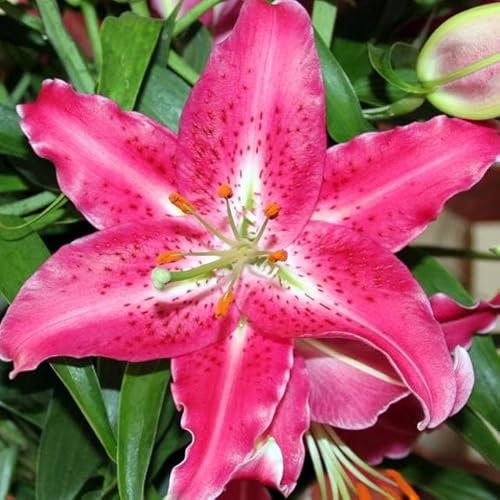 Set 10x Lilienzwiebeln Orientalische Lilie Lilium Zwiebeln Onion Knollen Rosa Pink Stargazer