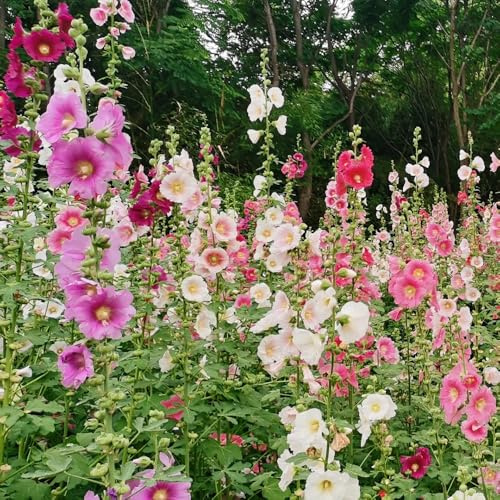 semi di malvarosa - d'appartamento rare esotiche primaverili giardino roccioso selvatici interno balcone giardino all'ombra selvatici 500pcs