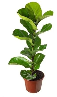 Higuera Hoja de Violín de 80cm de Altura Ficus Lyrata Planta Natural