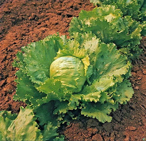 Approx 2000 Seeds of Vegetable Lettuce Saladin Iceberg/Crisphead
