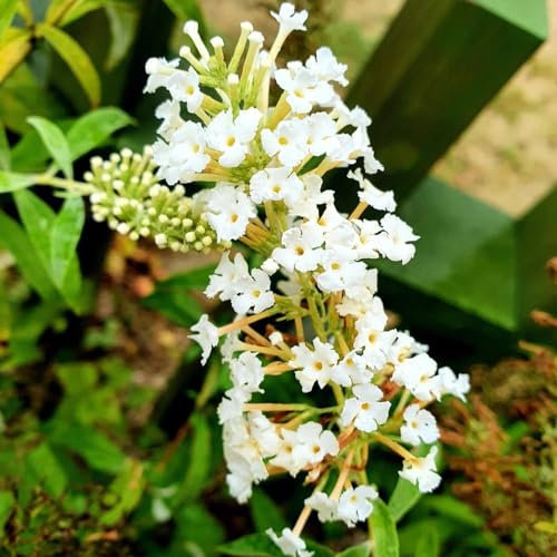 200 pcs schmetterlingsflieder winterhart samen, sommerflieder, balkonblumen, pflanzen winterhart draußen buddleia schmetterlingsflieder - Buddleja lindleyana - blumen balkon, bonsai