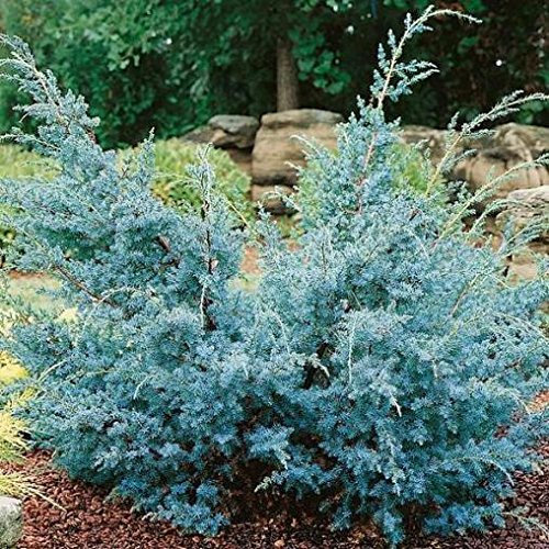 1 PIANTA DI JUNIPERUS GINEPRO CHINENSIS BLUE ALPS IN VASO 21CM CONIFERA