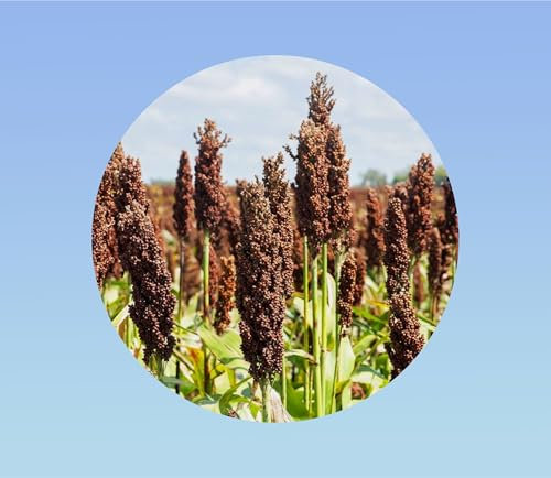 200 Graines de Sorgho - Céréale Ancien et Fourragère - Adaptée à la Sécheresse engrais vert - utilisés dans les bouquets frais ou séchés