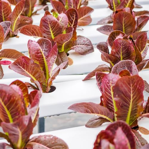 Semillas de lechuga, decoraciones jardín para exteriores orgánico raro, resistentes interior 250pcs