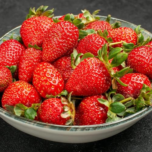 Jordgubbar Honeoye – 20 Frigo A+ Plantor – Snabbväxande – Kylda jordgubbsplantor från Holland – Vinterhärdiga och fleråriga – Självbestövande – Fragaria × Ananassa – Inga frön