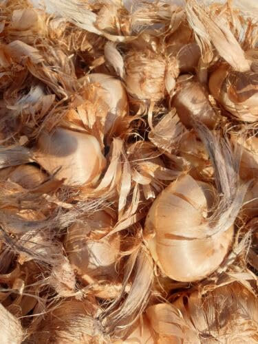 Bulbi di Zafferano Grandi Crocus 1° Origine Navelli San Gavino OMAGGIO Stimmi Prenotazione Spedizione (50, > 2 cm)