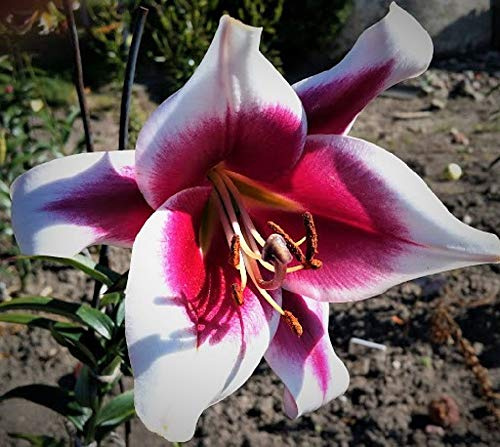 10 Zwiebeln Baumlilien Lilien RiesenlilieFriso (lila weiß) bis 150cm winterhart Sommerblüher