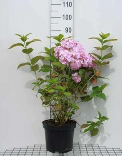 Hydrangea macr. roze/rose - Hortensia 40-60 cm en pot