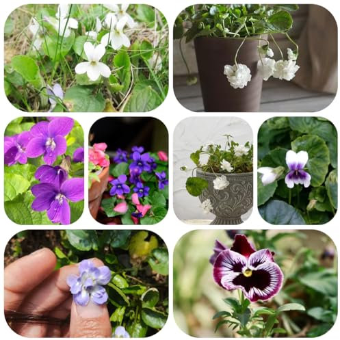 Duftveilchen pflanzen - samen - Seltene pflanzen - bodendecker winterharte kübelpflanzen winterharte stauden Duftveilchen samen winterhart gewächshaus balkon pflanzen garten 50pcs