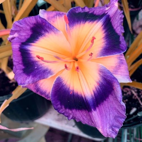 Selten Taglilien-Rhizom, Pflegeleicht – Die Wahl Der GäRtner, Geeignet FüR AnfäNger, Perfekt FüR Haus Und Garten-5 Rhizom-B