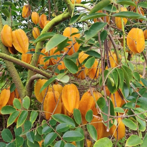 carambola colonnari selvatici perenni resistenti riverdimento tetti semi 250pcs
