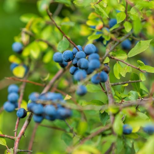 semi di prugnolo frutto colonnare da giardino da frutto esotico prugnolo colonnari vecchie varietà comprare raro colonnari frutteto nani, resistenti 40pcs