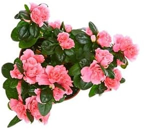 Azalea PREMIUM Planta Natural con Flores de Colores
