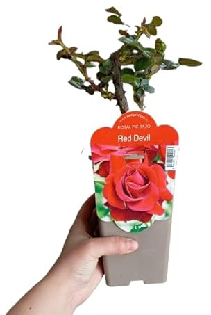 Rosal Rojo Planta Arbustiva con Rosas Naturales - Belleza para Todo el Año