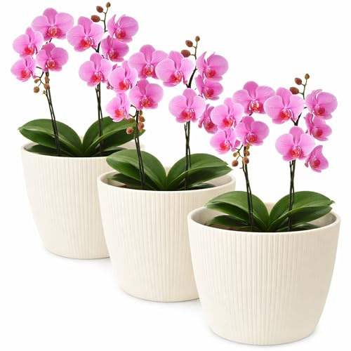TULMERO Blomkruka matta, planteringskruka av ytterkruka plast dekorativ kruka för, stora växter 3 x blomkruka set, blomkruka örtkruka, (3-pack) kräm, ø 14 cm