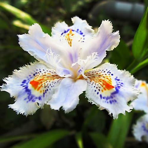 Iriszwiebeln. Einfach zu allen Jahreszeiten zu züchten. Kälte- und trockenheitsresistent. Kann im Garten oder draußen gepflanzt werden.-8 zwiebeln-E