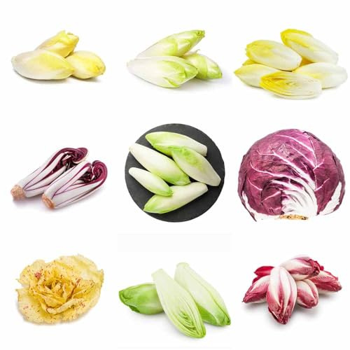 semillas de achicoria organicas - semillas de para balcón balcón resistentes 50pcs