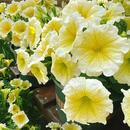 semi di petunia - giardino roccioso resistenti perenni pieno sole 350pcs