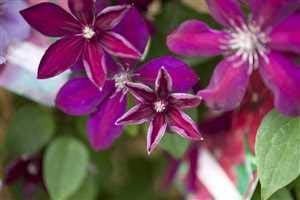 Clematis Hybride 'Westerplatte' 60–100 cm – Winterhart, Mehrjährig, Pflegeleicht – Waldrebe – Kletterpflanze für Pergola & Rankhilfe