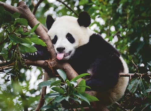 Ravensburger 12000351 - Il Panda - puzzle 500 pezzi – puzzle adulti e ragazzi da 12 anni, puzzle animali