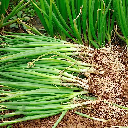 Semi di cipollina, resistente al freddo - per il giardino, balcone, esotiche, esterno, 100pcs