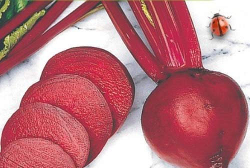 Pezzi - 25x Rossi Rapa Sfera 2 Storuman Eko - Barbabietole Seme Verdure Giardino KS467 - Seeds & Plants Shop by Ipsa