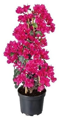 Buganvilla Natural Arbusto con Flores que Puede Alcanzar una Gran Altura