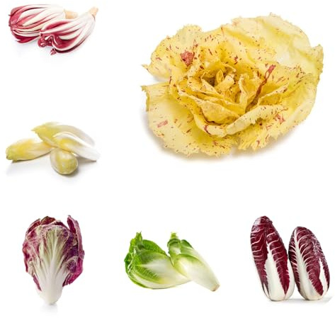achicoria, radicchio, de balcón de invernadero interior decoración sala estar interior exóticas orgánico jardín del balcón 500semillas