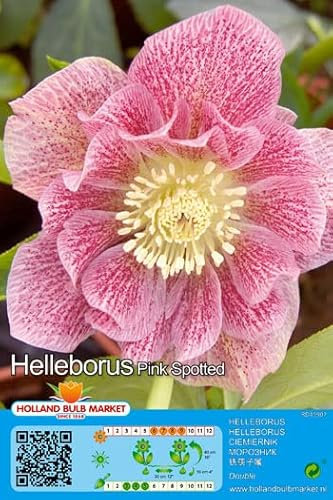 Christrosen : Christrose Schneerose Lenzrose Helleborus  Double Ellen Spotted Pink  winterhart 1 Rhizom