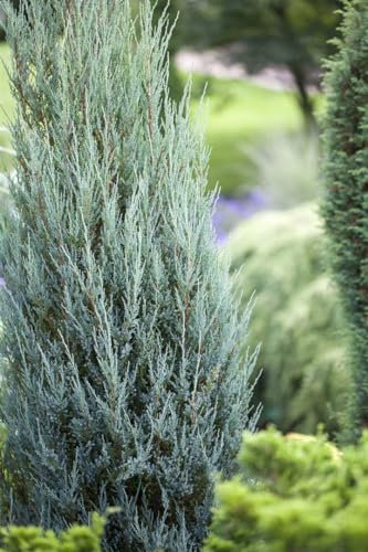 Juniperus scopulorum 'Blue Arrow' 40-50 cm - Säulenwacholder, blaugraue Nadeln, ideal für Hecken und Kübel, pflegeleicht, winterhart