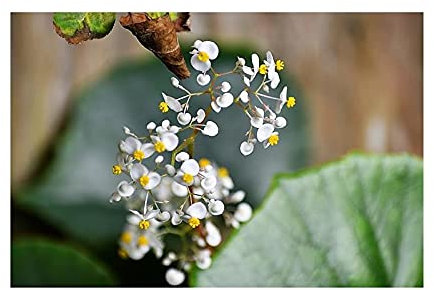 Seeds Plants Shop ID312 Lot de 15 graines de bégonia convallariodora pour plantes de jardin