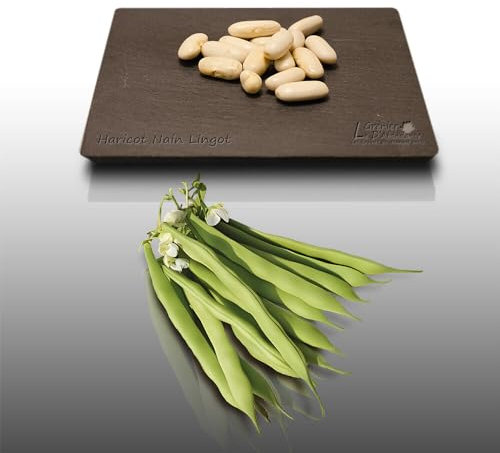 75 grammes de graines à semer - Le Grenier d'Abondance - HARICOT Nain Lingot - Phaseolus vulgaris