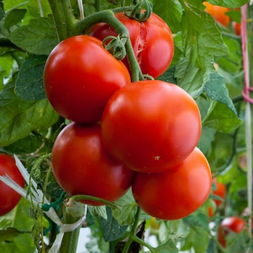 Tomato 'Crimson Crush' F1 Seeds - Blight-Resistant Hybrid for Extended Harvest - Large Salad Variety - Ideal for Outdoor and Greenhouse Cultivation - 1x Seed Packet by Thompson & Morgan