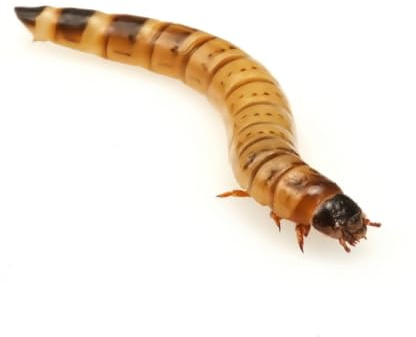 Essex Reptile Morio Worms - 40-50mm - 50g Postal Tub - Feeder Insects for Reptiles and Birds