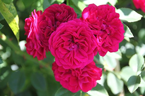 Ramblerrose Chevy Chase im 7 Liter Rosentopf