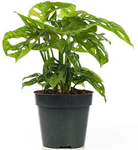 Monstera obliqua “Monkey Leaf” Planta de Interior en Maceta para Hogares u Oficinas