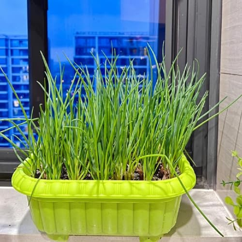 semi di aglio cipollina biologici balcone giardino 100pcs