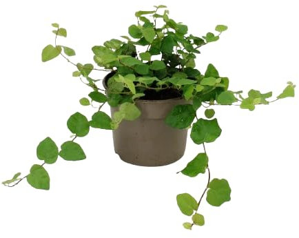 Ficus Pumila Planta Natural Trepadora para Interior y Exterior